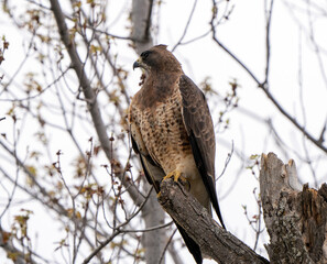 Hawk in Saskatchewan