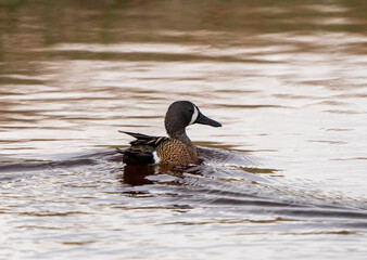 Blue Winged Teal