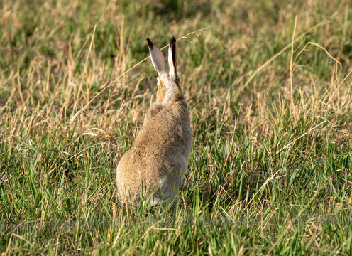 Rabbitt in Field