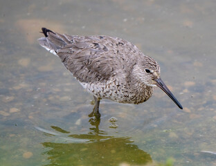 Godwit Saskatchewan Canada