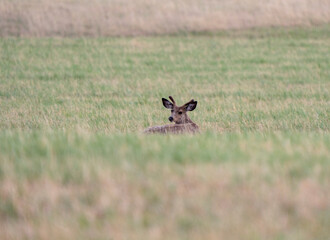 Deer in Field