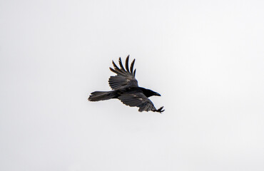 Crow Raven in Flight