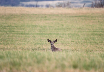Deer in Field