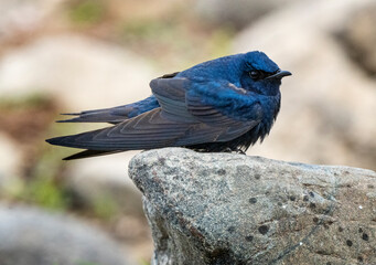 Purple Martin Perched