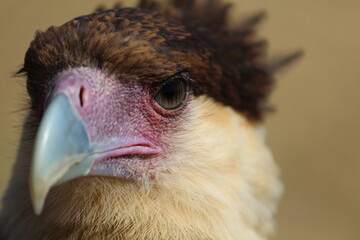 Closeup Cara cara bird.