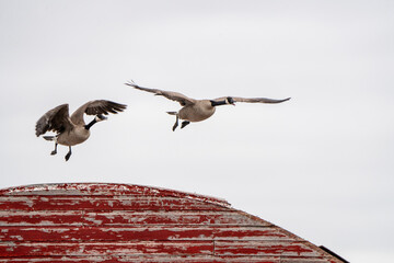 Canada Goose in Flight