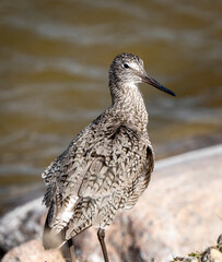 Godwit Saskatchewan Canada