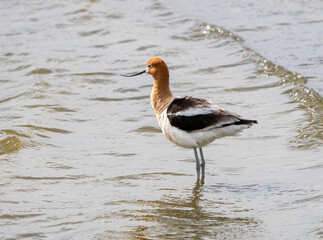 Avocet in Saskatchewan