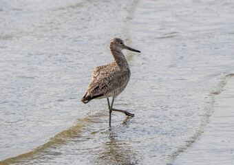 Godwit Saskatchewan Canada