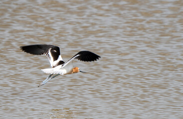 Avocet in Saskatchewan