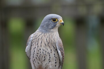Obraz premium bird of prey