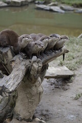otters on stump
