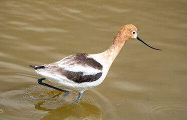 Avocet in Saskatchewan