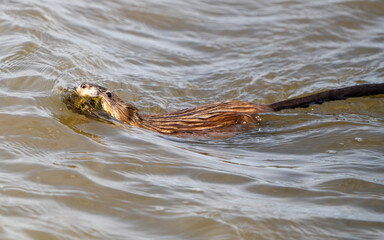 Obraz premium Muskrat in Pond