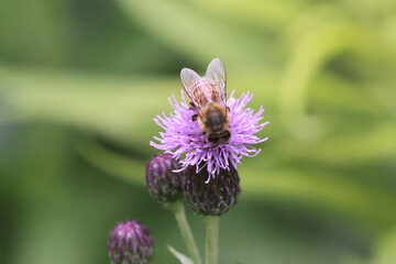 Honeybee landing in California Wild Rose and gathering nectar and pollinating plants