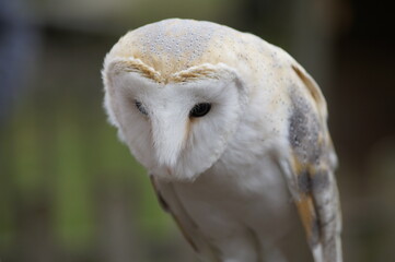 close up of a owl