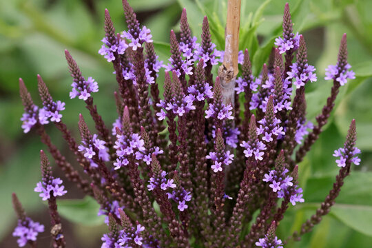 Skullcap purple flowers