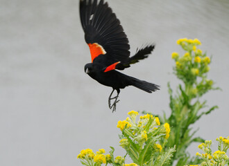 Red Wing Blackbird