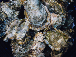 closeup of oyster shells