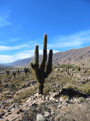  Cactus de Cardones, Argentino, cultura Pachamam