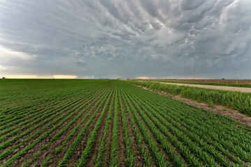 Prairie Storm Clouds mammatus