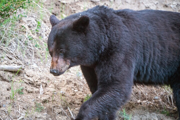 Black Bear Canada