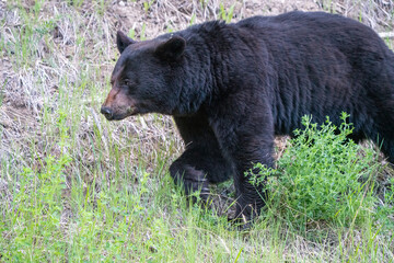 Fototapeta na wymiar Black Bear Northern Canada