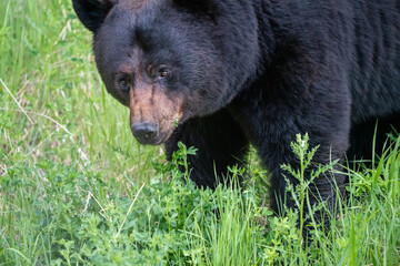 Obraz na płótnie Canvas Black Bear Northern Canada