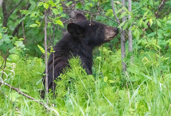 Fototapeta premium Black Bear Northern Canada