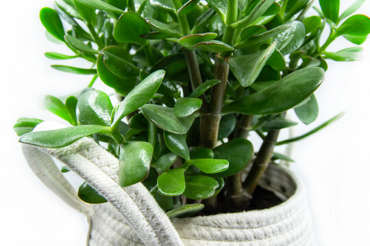 Potted Crassula ovata or Pigmyweeds home plant isolated on white background. This plant is known to be a wealth luck feng-shui symbol. Small crassula ovata. Closeup.