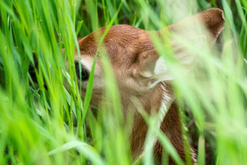 Deer Fawn Canada