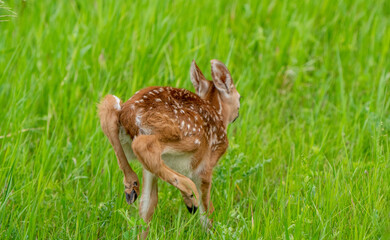 Deer Fawn Canada