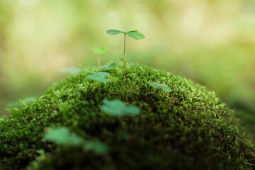 Four-leaf clover for good luck grows on green moss in a summer forest. St. Patrick's Day. Close-up...