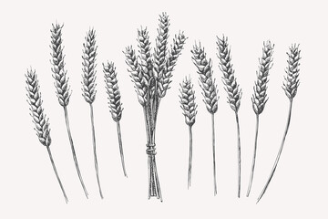 Hand-drawn ears of wheat. Cereals on a light background isolated. Organic food concept. Can be used for your design. Vintage botanical illustration.