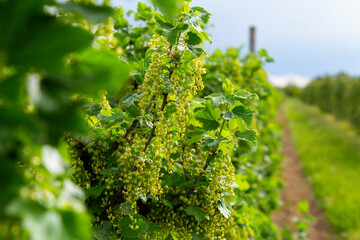 fresh white currant on bush