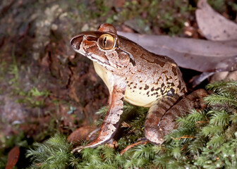 Endangered Australian Giant Barred Frog
