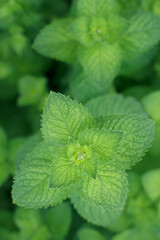 Fresh mint leaves in the garden overhead. Close up with herbs. Peppermint texture with top view.