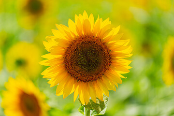 Sunflower yellow flower in the field.
