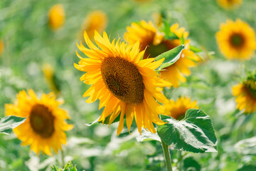 Field and blooming sunflower in summer.