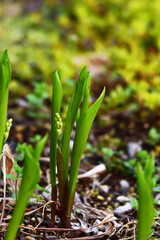 Obraz premium スズランのつぼみ