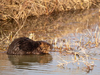 Beaver in Spring