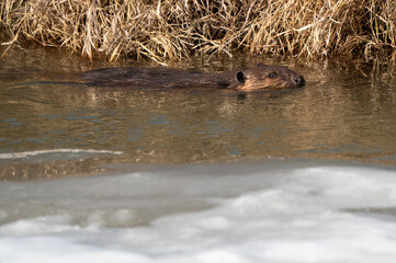 Beaver in Spring