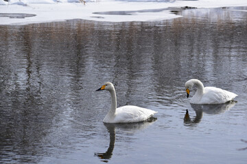 雪が降る川の白鳥