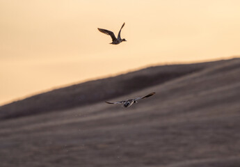 Hawk in Saskatchewan