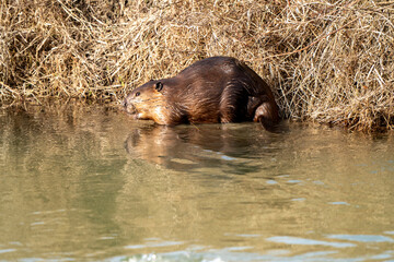 Beaver in Spring