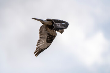 Rough legged Hawk in Saskatchewan