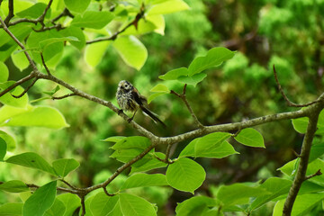 枝に止まる水浴び後のシマエナガ