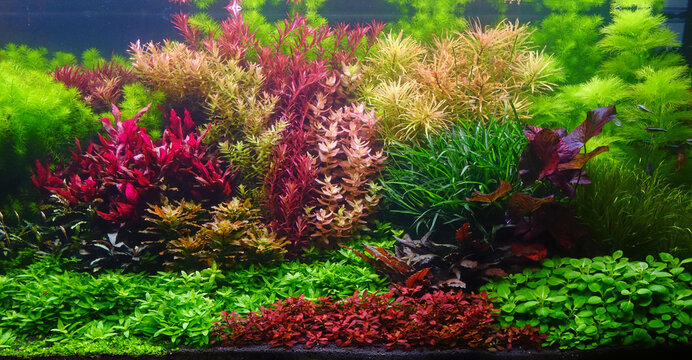 Colorful aquatic plants in aquarium tank with Nature - Dutch style aquascaping layout
