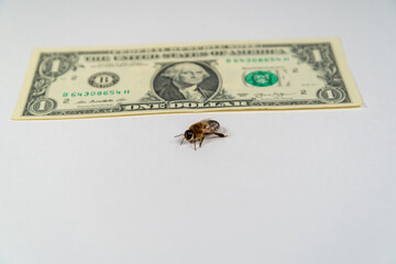 A bee and next to the money (dollar).