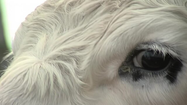 A Cow at a Cattle Farm, Close up of Her Eyes.  